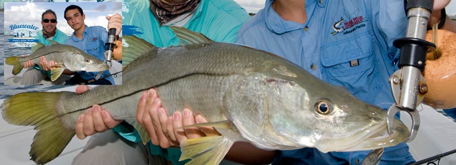 Snook Fishing Vero Beach - mid photo