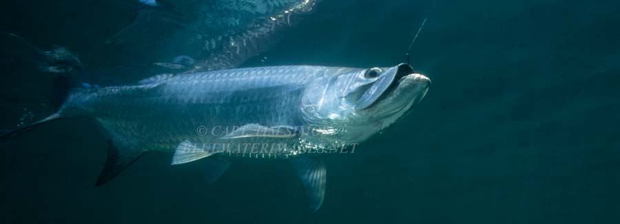 fishing for Tarpon, Florida. Fort Pierce