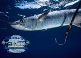 kingfish underwater