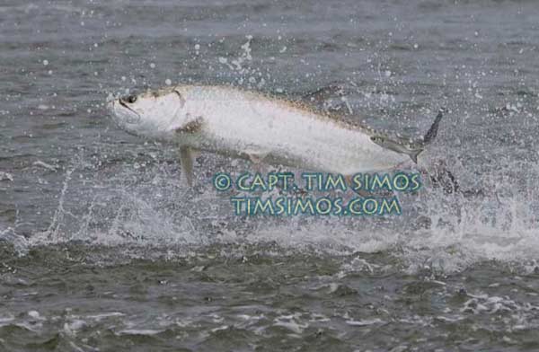 Tarpon Fort Pierce area guide