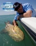 Nice goliath grouper - Fort Pierce area