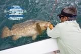 catching a 200 lb Goliath grouper - Vero Beach area