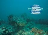 Goliath grouper underwater