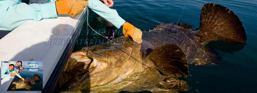 Goliath grouper fishing with Capt. Simos
