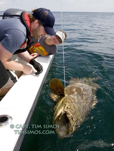 Goliath Grouper guide Vero Beach