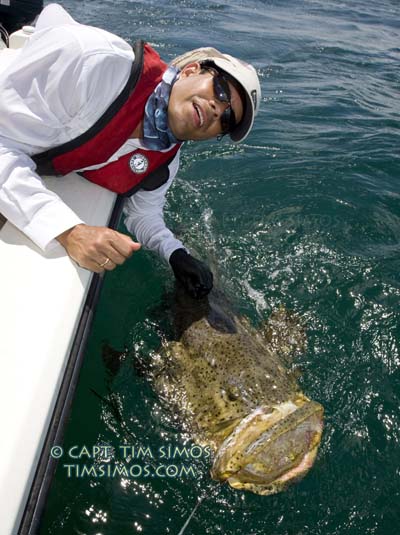 Vero Beach Golith Grouper