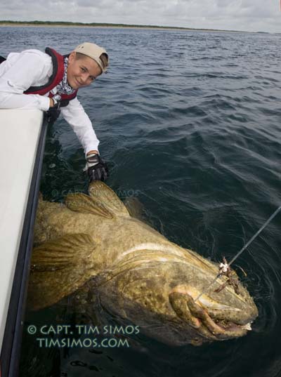 goliath grouper vero beach charter fishing