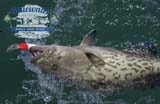 Grouper fishing Fort Pierce area