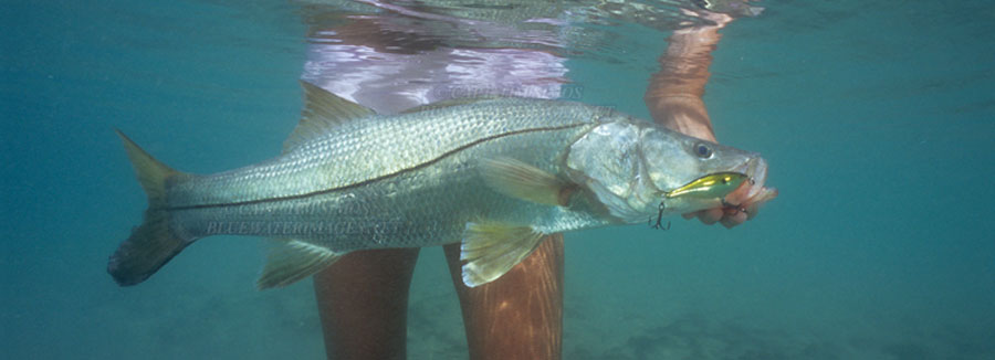 nice snook catch in fort pierce florida