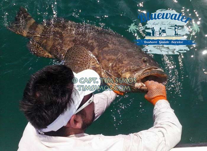 goliath Grouper