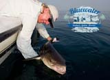 Cobia caught near Fort Pierce.